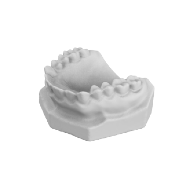 Dental Model